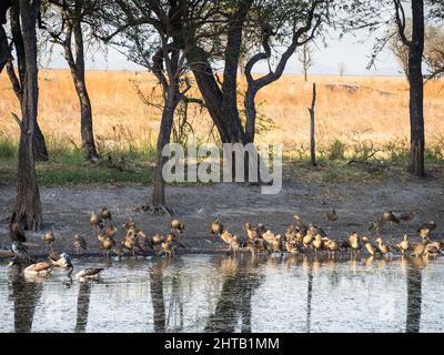 Gefleckte und wandernde Pfeifenten (Dendrocygna eytoni) Marlgu Billabong Stockfoto