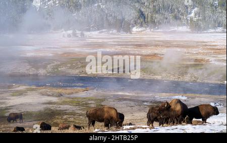 Die Bisons-Herde auf dem Feld im Yellowstone National Park an einem sonnigen Tag in Wyoming Stockfoto