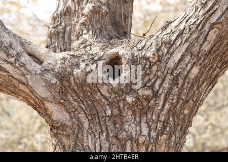 Baumstamm im Vogelnest aus nächster Nähe. Stockfoto