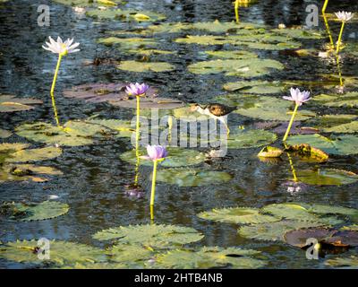 Jacana (Erediparra gallinacea) mit Kammkappenhut, der auf Seerose, Marlgu billabong, läuft Stockfoto