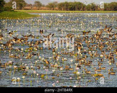 Pflaumenenten (Dendrocygna eytoni) und andere Wasservögel strömen während der Trockenzeit in die zuverlässigen Gewässer von Marlgu Billabong, die Parry-Lagunen. Stockfoto