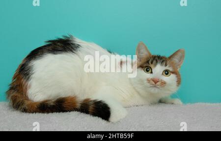 Niedliche Calico-Katze, die auf einer Decke liegt Stockfoto