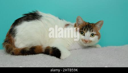 Niedliche Calico-Katze, die auf einer Decke mit blauem Hintergrund liegt Stockfoto
