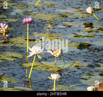 Jacana (Erediparra gallinacea) mit Kammkappenhut, der auf Seerose, Marlgu billabong, läuft Stockfoto