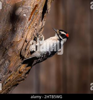 Ein Specht steht zurück und hält einen Moment inne, während er sich auf die Rinde eines großen Baumes klettert. Nahaufnahme. Stockfoto