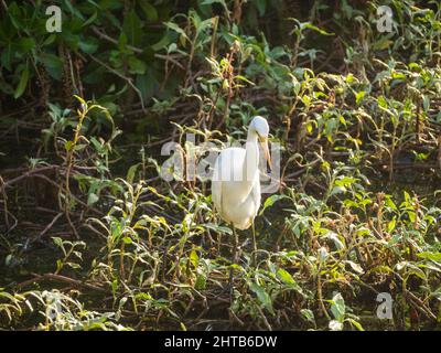 Intermediate Egret (Ardea intermedia) in dichtem Unkraut am Flussufer von Marlgu Billabong. Stockfoto