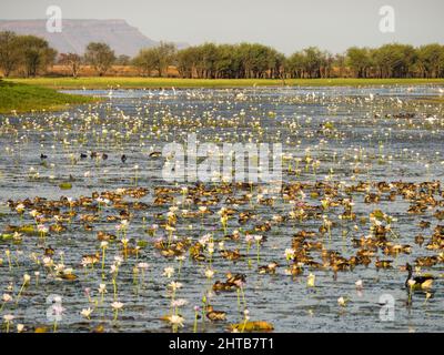 Pflaumenenten (Dendrocygna eytoni) und andere Wasservögel strömen während der Trockenzeit in die zuverlässigen Gewässer von Marlgu Billabong, die Parry-Lagunen. Stockfoto