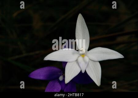 Wachslippen Orchideen (Glossodia major) sind häufig, aber eine reine weiße Blume ist ziemlich selten. Gefunden im Hochkins Ridge Flora Reserve in Croydon, Victoria. Stockfoto