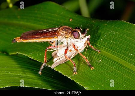 Robber Fly, Familie Asilidae, unbekannte Arten, da die meisten Robber-Fliegen in dieser Familie ähnlich aussehen und auf einem Foto schwer zu identifizieren sind. Stockfoto