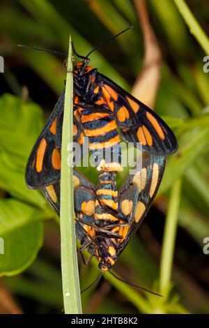 Orangefarbene Tiger-Wasp-Motte, Amata annulata. Paarung auf Grashalm. Coffs Harbour, NSW, Australien Stockfoto