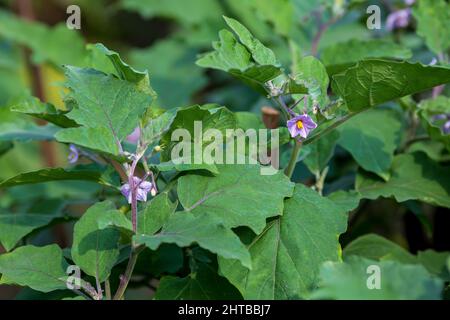 Purpurrote Auberginen-Gemüsebaum-Blüten blühen. Nahaufnahmen von langen violetten brinjalen Gemüseblümchen. Stockfoto