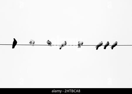 Einige Haustauben sitzen in einer Reihe auf dem elektrischen Draht. Vögel Reihen sich auf elektrischen Drähten in Schwarz-Weiß-Ansicht an. Stockfoto