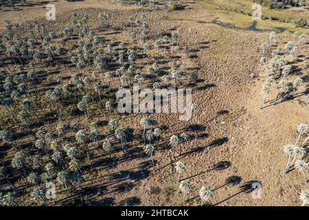 Luftaufnahme des schönen El Palmar Nationalparks in Argentinien Stockfoto