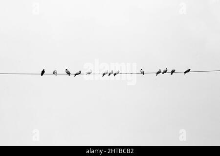 Einige Haustauben sitzen in einer Reihe auf dem elektrischen Draht. Vögel Reihen sich auf elektrischen Drähten in Schwarz-Weiß-Ansicht an. Stockfoto