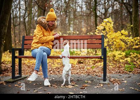 Jack Russell Terrier Hund mit Besitzer, der im Herbstpark spazierengeht und sich auf der Bank ausruht. Haustierpflegekonzept Stockfoto