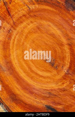 Großer unregelmäßiger Baum in einem kreisförmigen Muster auf Holz Textur Hintergrund geschnitten. Die Textur von farbigen Holzstämmen geschnitten. Holzlager für die Industrie. Stockfoto