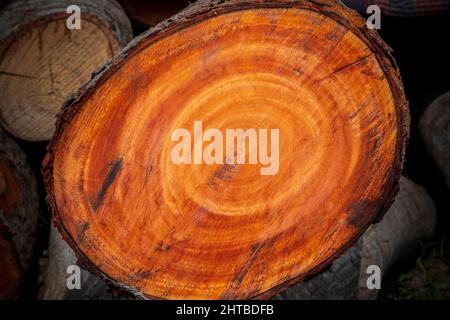 Großer unregelmäßiger Baum in einem kreisförmigen Muster auf Holz Textur Hintergrund geschnitten. Die Textur von farbigen Holzstämmen geschnitten. Holzlager für die Industrie. Stockfoto