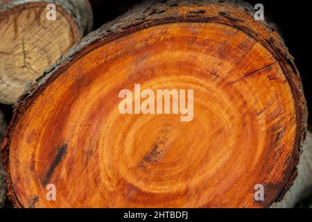 Großer unregelmäßiger Baum in einem kreisförmigen Muster auf Holz Textur Hintergrund geschnitten. Die Textur von farbigen Holzstämmen geschnitten. Holzlager für die Industrie. Stockfoto