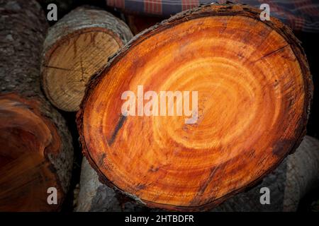 Großer unregelmäßiger Baum in einem kreisförmigen Muster auf Holz Textur Hintergrund geschnitten. Die Textur von farbigen Holzstämmen geschnitten. Holzlager für die Industrie. Stockfoto