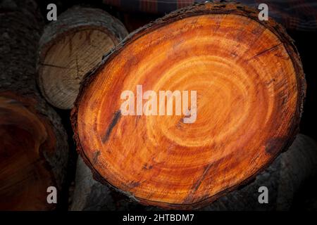 Großer unregelmäßiger Baum in einem kreisförmigen Muster auf Holz Textur Hintergrund geschnitten. Die Textur von farbigen Holzstämmen geschnitten. Holzlager für die Industrie. Stockfoto
