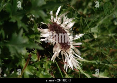 Flache Aufnahme der carlina acaulis Blume, die an einem sonnigen Tag im Garten wächst Stockfoto