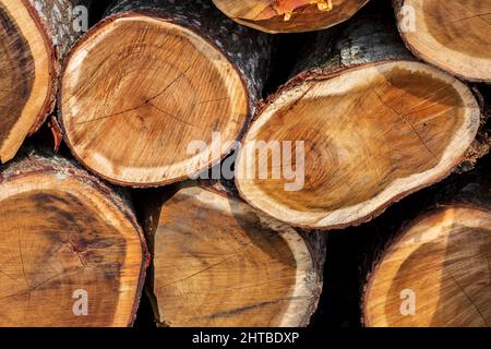 Ein unregelmäßiges Muster aus großen kreisförmigen Stücken natürlichen Holzes in der Mitte des Waldes. Farbige gefällte Baumstämme. Holzschnitt Baumstamm Protokolle gestapelt Stockfoto