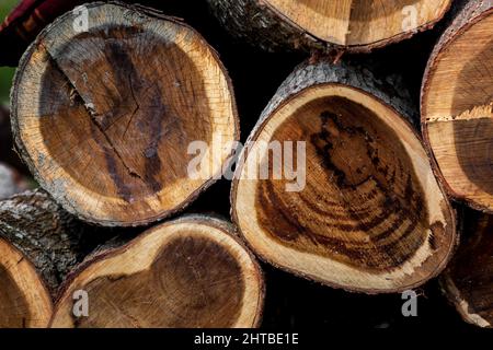Ein unregelmäßiges Muster aus großen kreisförmigen Stücken natürlichen Holzes in der Mitte des Waldes. Farbige gefällte Baumstämme. Holzschnitt Baumstamm Protokolle gestapelt Stockfoto