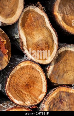 Ein unregelmäßiges Muster aus großen kreisförmigen Stücken natürlichen Holzes in der Mitte des Waldes. Farbige gefällte Baumstämme. Holzschnitt Baumstamm Protokolle gestapelt Stockfoto