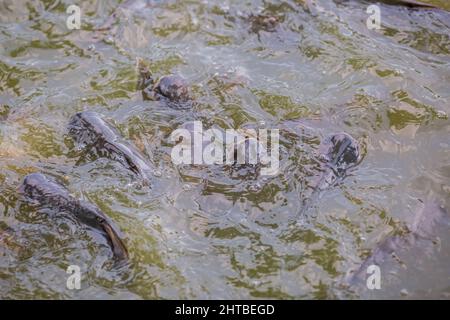 Pangasiusfische oder vietnamesische Welse versuchen, in einem Farmteich zu essen. Schöne wilde Welse fressen Futter in Teichen. Stockfoto