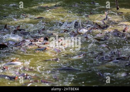 Pangasiusfische oder vietnamesische Welse versuchen, in einem Farmteich zu essen. Schöne wilde Welse fressen Futter in Teichen. Stockfoto