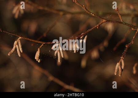 Nahaufnahme der Äste mit Ohrringen bei sonnigem Wetter - Blüte der Haselnuss. Stockfoto