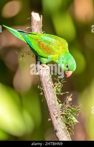 Kleiner grüner Papagei Brotogeris jugularis, Tirika tovi, La Fortuna, Vulkan Arenal, Tierwelt und Vogelbeobachtung in Costa Rica. Stockfoto