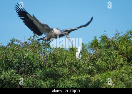 Holzstorch (Mycteria americana) im Flug über eine Watvogelkolonie in St. Augustine, Florida. (USA) Stockfoto