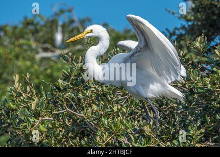 Eleganter Reiher (Ardea alba), der seine Flügel entlang Florida A1A auf Anastasia Island in St. Augustine, Florida, ausbreitet. (USA) Stockfoto