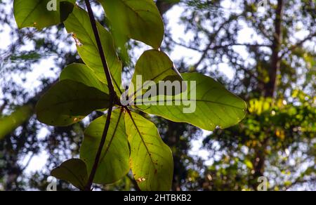 Indische Mandel, Blätter der Strandmandel (Terminalia catappa), Hintergrundbeleuchtung, für natürlichen Hintergrund Stockfoto