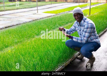 Porträt eines afroamerikanischen Bauern, der einen Sämling aus Ziergras hält Stockfoto