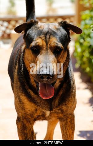 Eine vertikale Nahaufnahme des schönen großen Hundes Stockfoto