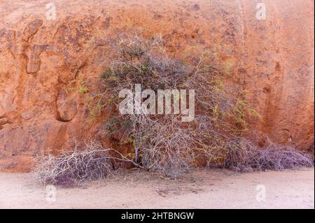 Bush knurrt gegen einen rot-orangen Felsen in der namibischen Wüste gegen Sonnenuntergang. Spitzkoppe, Namibia. Stockfoto