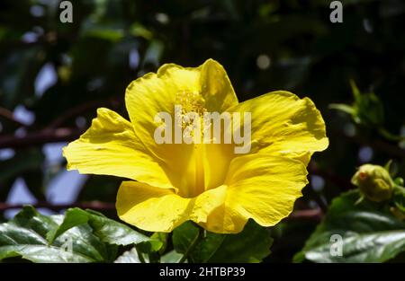 Gelbe Hibiscus rosa-sinensis-Blume, bekannt als chinesischer Hibiskus, Chinarose, Hibiskus aus Hawaii, Rosenmalge und Schuhblackpflanze Stockfoto