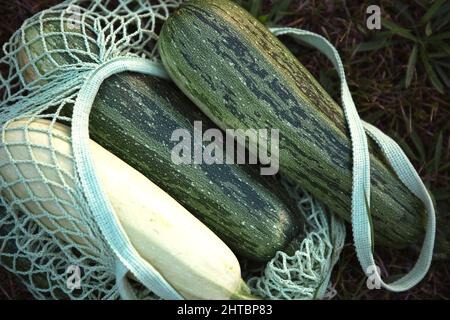 Zucchini in einem Netzbeutel auf dem Gras aus dem Garten. Umweltfreundliche Ernte des Bauern Stockfoto