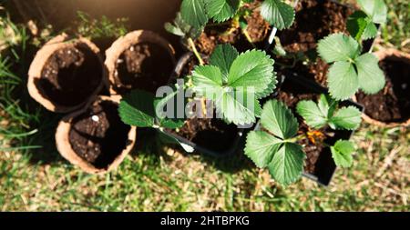 Erdbeerpflanzen in Torfgläsern auf dem Gras, bereit, im Garten zu Pflanzen. Vorbereitung für die Pflanzung, Anbau von natürlichen Beeren im Gartenbeet. Stockfoto