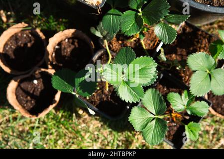 Erdbeerpflanzen in Torfgläsern auf dem Gras, bereit, im Garten zu Pflanzen. Vorbereitung für die Pflanzung, Anbau von natürlichen Beeren im Gartenbeet. Stockfoto