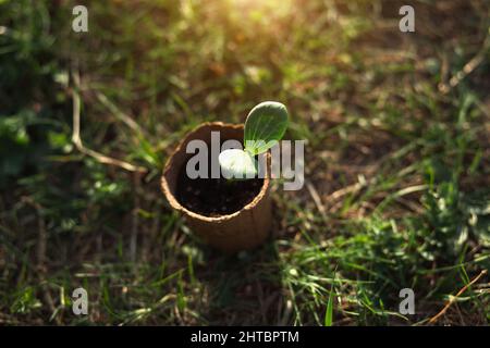 Junge Grünpflanzen sprießen in einem umweltfreundlichen Torfglas auf dem Boden, bevor sie auf dem Gartenbeet bepflanzt werden. Natürliche Sämlinge Kürbis, Kürbis, Gurke, neue lif Stockfoto