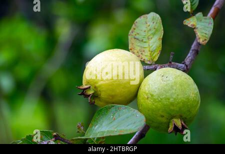 Junge und reife Guava-Früchte auf dem Baum Stockfoto