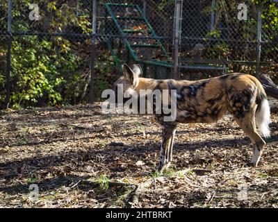 Nahaufnahme eines afrikanisch bemalten Hundes, der im Zoo von Kansas City auf dem Gras steht Stockfoto