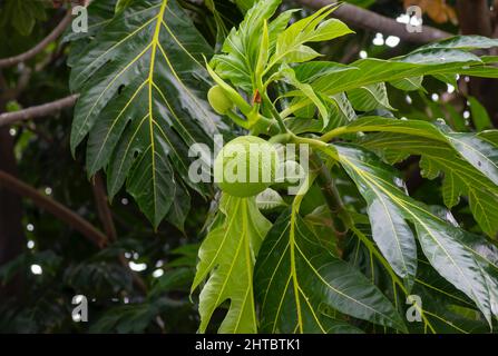 Breadfruits (Artocarpus altilis) auf dem Baum Stockfoto