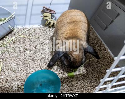 Nahaufnahme eines schönen, unscharfen braunen domestizierten Hasen in einem großen Käfig voller Gras und Blumen Stockfoto