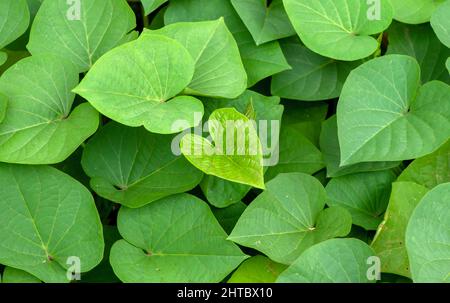 Süßkartoffel (Ipomoea batatas) Blätter, genannt Ubi Jalar in Indonesien Stockfoto