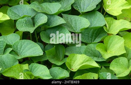 Süßkartoffel (Ipomoea batatas) Blätter, genannt Ubi Jalar in Indonesien Stockfoto