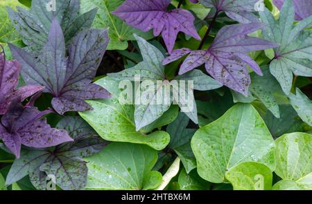 Süßkartoffel (Ipomoea batatas) Blätter, genannt Ubi Jalar in Indonesien Stockfoto